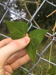 Dipogon lignosus