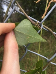 Dipogon lignosus