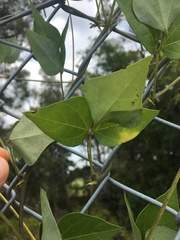 Dipogon lignosus