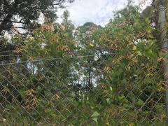 Dipogon lignosus