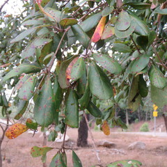 Terminalia subacroptera