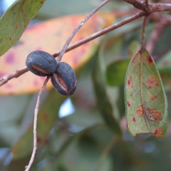 Terminalia subacroptera