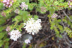 Agathosma ciliaris
