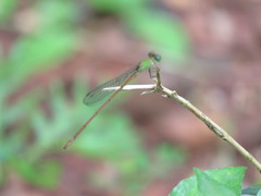 Ceriagrion olivaceum