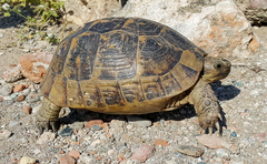 Testudo graeca