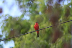 Pyrocephalus rubinus