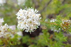 Agathosma ciliaris