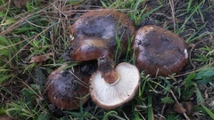 Agaricales