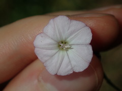 Convolvulus erubescens