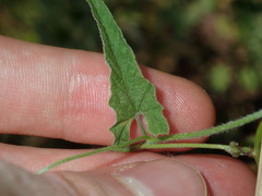 Convolvulus erubescens