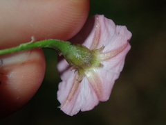 Convolvulus erubescens