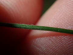 Convolvulus erubescens