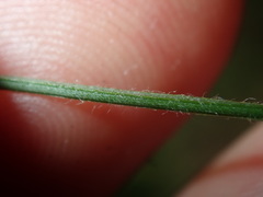 Convolvulus erubescens