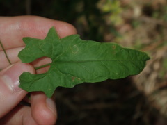 Convolvulus erubescens