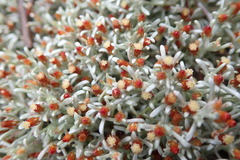 Helichrysum cylindriflorum