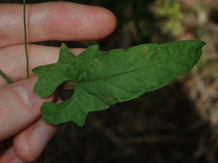 Convolvulus erubescens