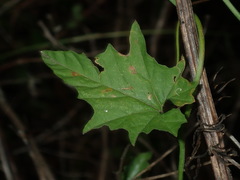 Convolvulus erubescens