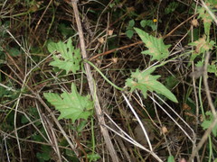 Convolvulus erubescens