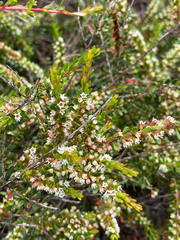 Thryptomene micrantha