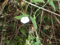 Convolvulus erubescens
