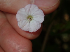 Convolvulus erubescens