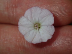 Convolvulus erubescens