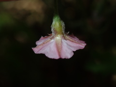 Convolvulus erubescens
