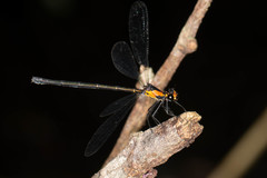 Austroargiolestes aureus