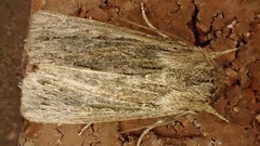 Persectania dyscrita