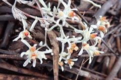 Helichrysum cylindriflorum