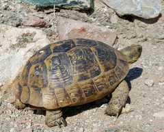 Testudo graeca
