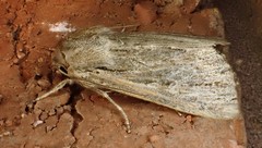 Persectania dyscrita