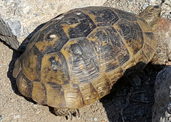 Testudo graeca