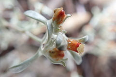 Helichrysum cylindriflorum