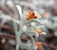 Helichrysum cylindriflorum