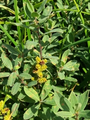 Myrica gale tomentosa