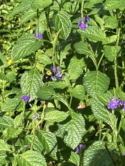 Xylocopa flavonigrescens