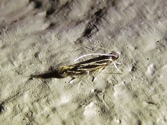 Eralea albalineella