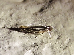 Eralea albalineella