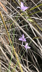 Thysanotus racemoides