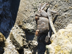 Parasesarma
