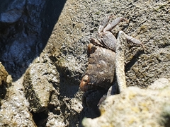 Parasesarma