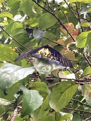 Troides helena cerberus