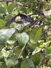Troides helena cerberus
