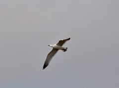 Larus cachinnans