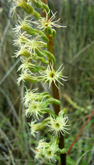 Holothrix burchellii