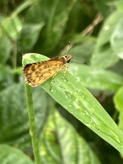 Ampittia dioscorides camertes