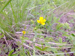 Potentilla thuringiaca