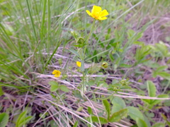 Potentilla thuringiaca