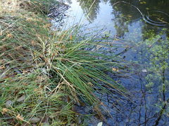 Juncus effusus solutus